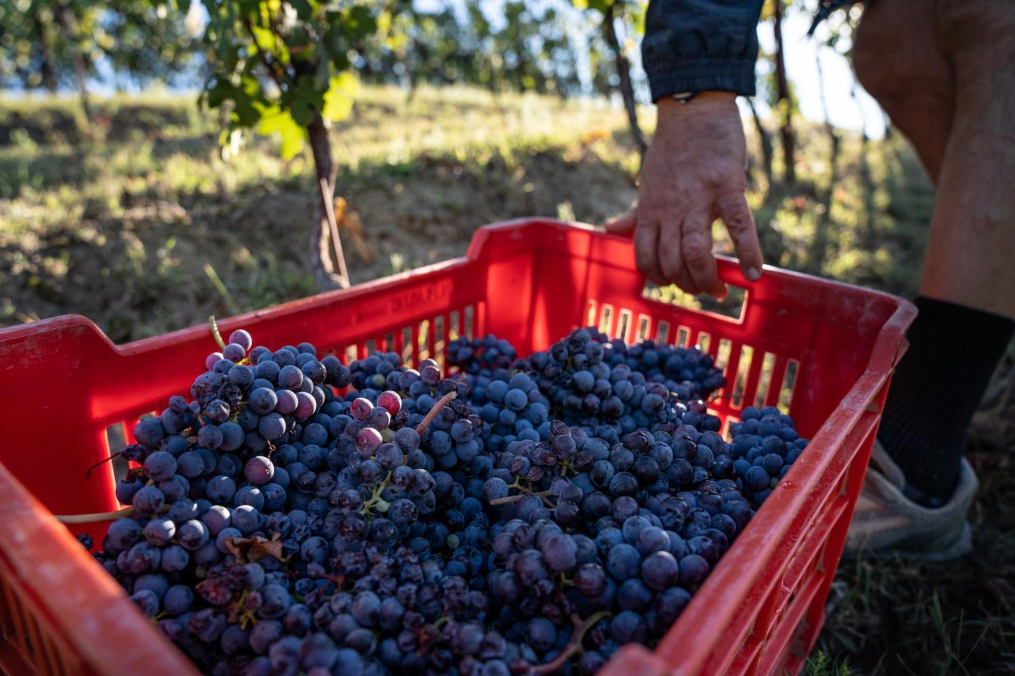 Agriturismo Antichi Poderi Gallina نيف المظهر الخارجي الصورة